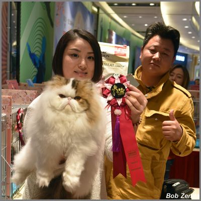 Cat Story's Naga